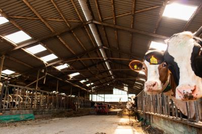 NVWA waarschuwt voor hittestress bij dieren: voorkom problemen in de stal